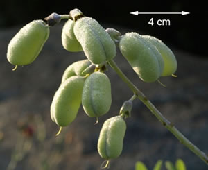 Baptisia alba