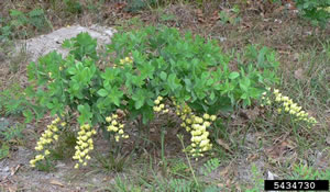 Baptisia bracteata