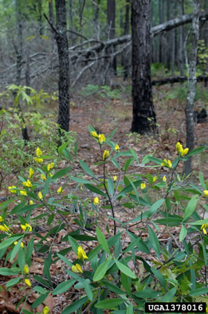 Baptisia lanceolata