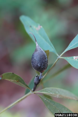 Baptisia lanceolata