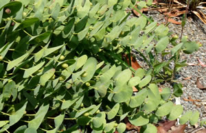 Baptisia perfoliata