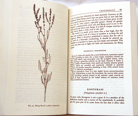 page from All About Weeds by Edwin Rollin Spencer