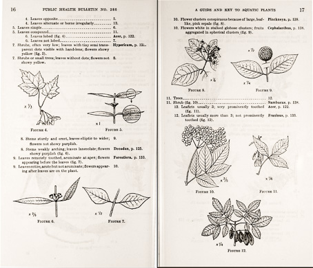 page from A Guide and Key to the Aquatic Plants of the Southeastern United States by Don E. Eyles, J. Lynne Robertson, Jr., with original drawings by Garnet W. Jex
