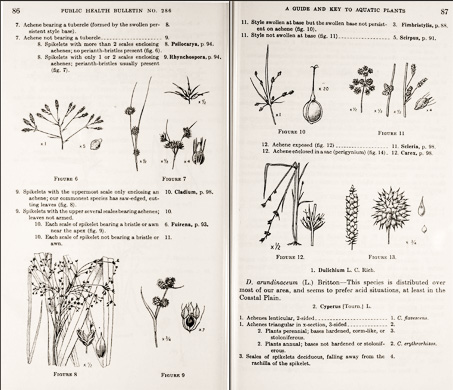 page from A Guide and Key to the Aquatic Plants of the Southeastern United States by Don E. Eyles, J. Lynne Robertson, Jr., with original drawings by Garnet W. Jex