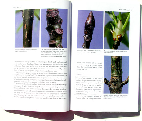 page from Botany for Gardeners by Brian Capon