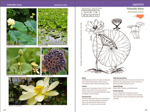 wetlands plants list