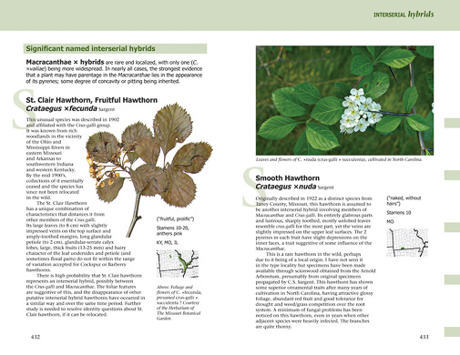 page from Haws - A Guide to Hawthorns of the Southeastern United States by Ron Lance