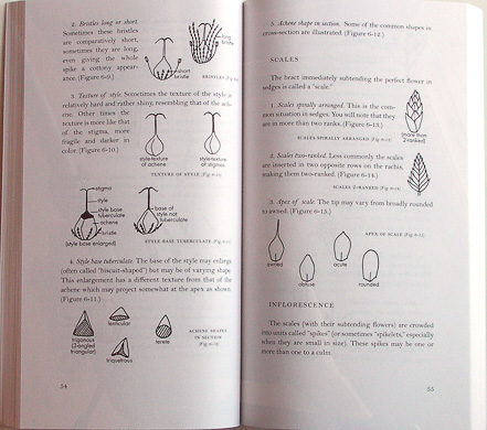 page from How to Identify Grasses and Grasslike Plants by H.D. Harrington