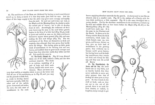 page from How Plants Grow by Asa Gray