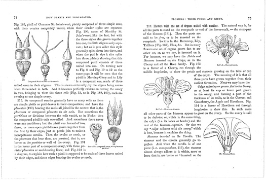 page from How Plants Grow by Asa Gray