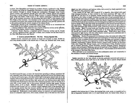 page from Manual of the Trees of North America by Charles Sprague Sargent