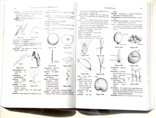 page from Plant Identification Terminology by James G. Harris and Melinda Woolf Harris