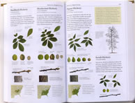 page from The Sibley Guide to Trees by David Allen Sibley