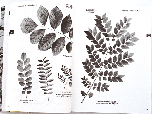 page from The Tree Identification Book by George Symonds