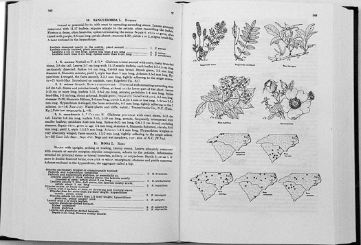 page from Manual of the Vascular Flora of the Carolinas by Albert E. Radford, Harry E. Ahles, and C. Ritchie Bell