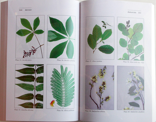 page from Guide to the Trees, Shrubs, and Woody Vines of Tennessee by B. Eugene Wofford and Edward W. Chester