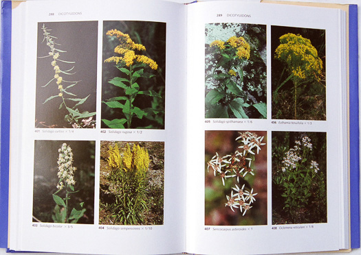 page from Wildflowers of the Eastern United States by Wilbur H. Duncan and Marion B. Duncan