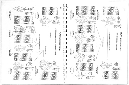 page from Woody Plants of the Blue Ridge by Ron Lance