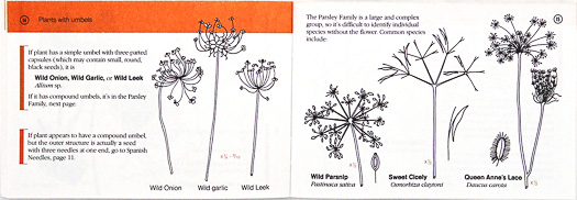page from Winter Weed Finder by Dorcas S. Miller