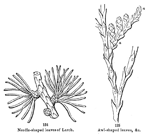 needle-shapped or awl-shaped leaves