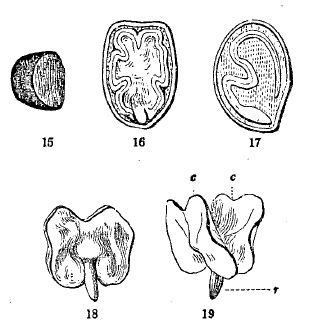 Fig. 15-16-17-18-19, seeds