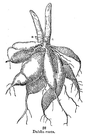 Dahlia roots