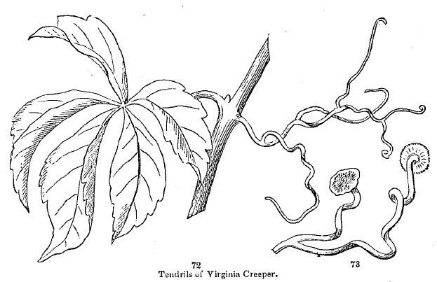 tendrils of Virginia Creeper