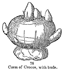corm of Crocus, with buds