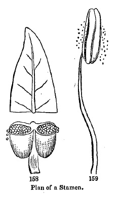 Plan of a Stamen