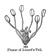 flower of Lizard's-tail