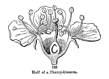 half of a cherry-blossom