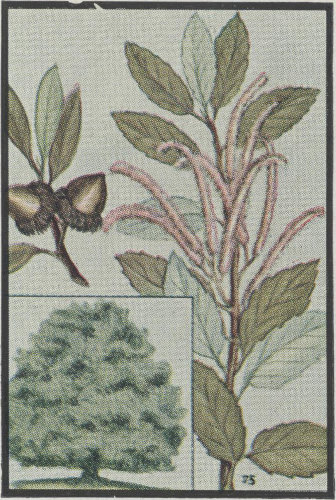Tanbark Oak