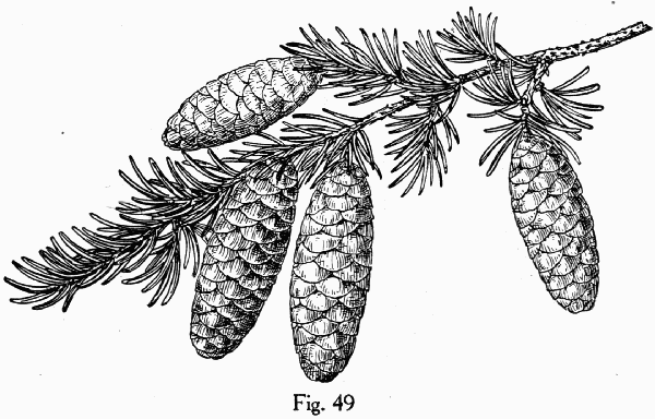 Fig. 49