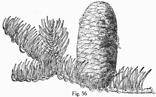 Fig. 56