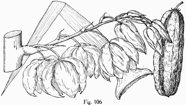 Fig. 106
