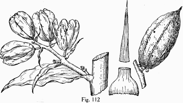 Fig. 112