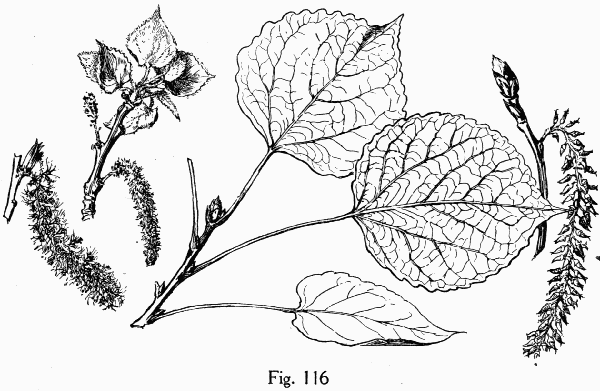 Fig. 116