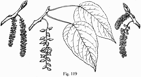 Fig. 119