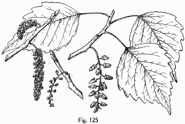 Fig. 125