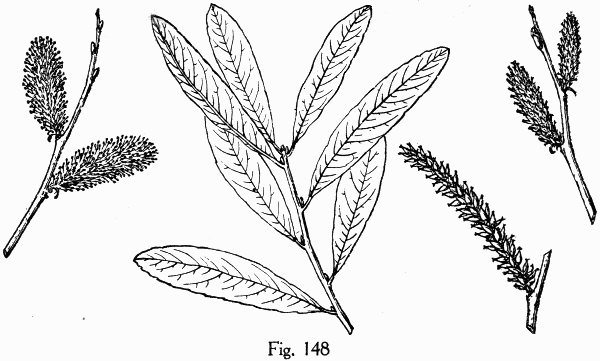 Fig. 148