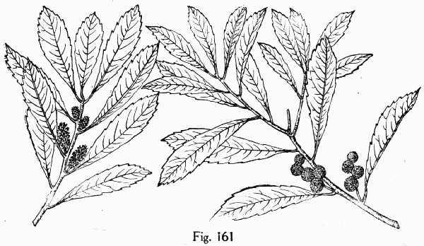 Fig. 161