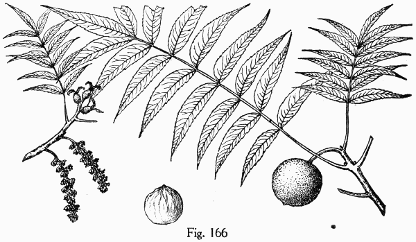 Fig. 166