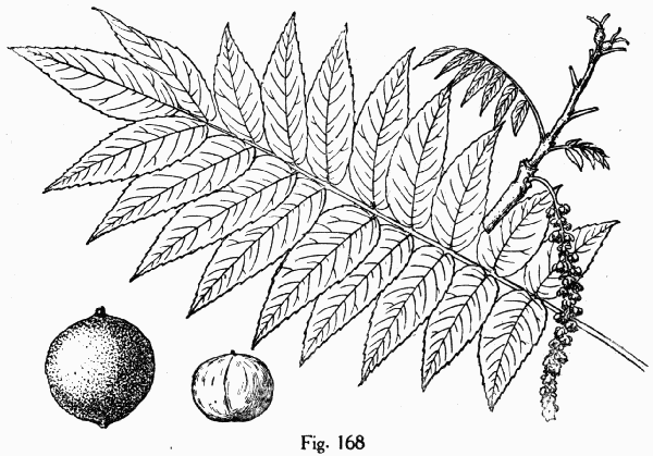 Fig. 168