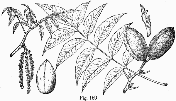 Fig. 169