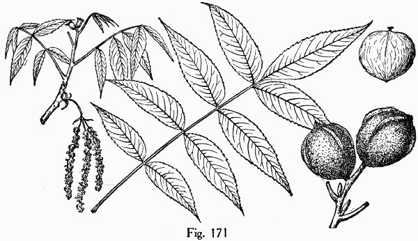 Fig. 171