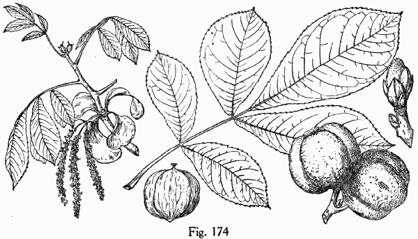 Fig. 174