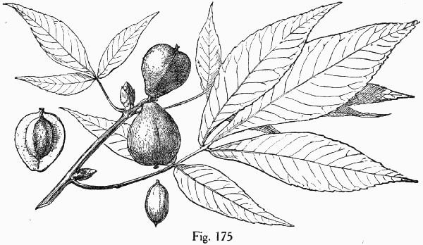 Fig. 175