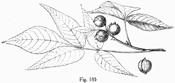 Fig. 185