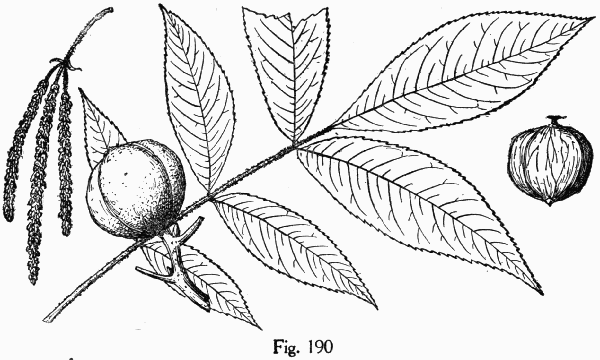 Fig. 190