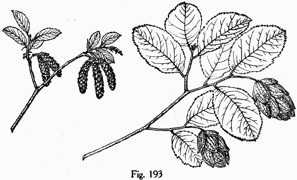Fig. 193